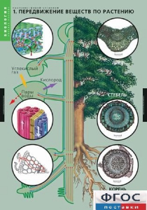 Комплект таблиц. Биология. Растение – живой организм. - fgospostavki.ru - Киров