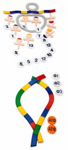 Модель-аппликация "Биосинтез белка" (набор из 49 пластмассовых фигур) - fgospostavki.ru - Киров