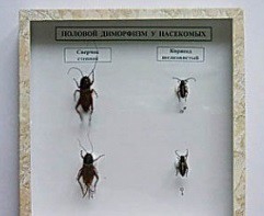 Коллекция энтомологическая "Половой диморфизм" - fgospostavki.ru - Киров