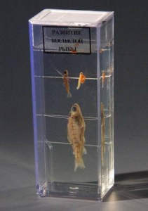 Влажный препарат "Развитие костистой рыбы" - fgospostavki.ru - Киров