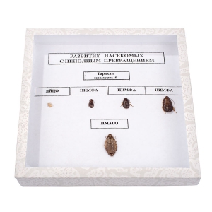 Коллекция "Развитие насекомых с неполным превращением" - fgospostavki.ru - Киров