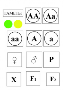 Модель-аппликация Моногибридное скрещивание и  его цитологические основы - fgospostavki.ru - Киров