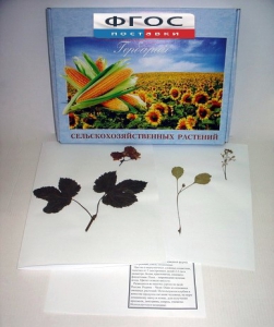 Гербарий "Сельскохозяйственные растения" (28 видов) - fgospostavki.ru - Киров