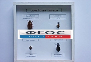 Коллекция "Семейство жуков" - fgospostavki.ru - Киров