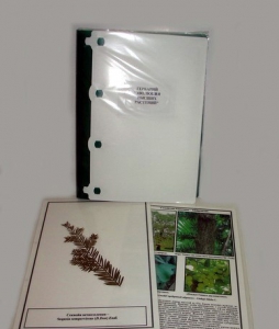 Гербарий "Эволюция высших растений" (ламинированный) - fgospostavki.ru - Киров