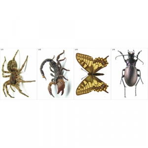 Модель-аппликация Многообразие беспозвоночных - fgospostavki.ru - Киров