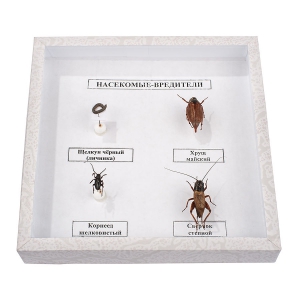 Коллекция энтомологическая "Насекомые вредители" - fgospostavki.ru - Киров