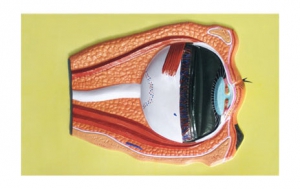 Модель барельефная "Строение глаза" - fgospostavki.ru - Киров