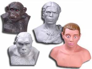 Комплект палеонтологических моделей "Происхождение человека" - fgospostavki.ru - Киров