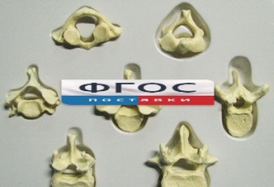 Модель "Позвонки" (из 7 штук) - fgospostavki.ru - Киров