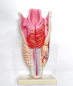 Модель "Гортань" - fgospostavki.ru - Киров