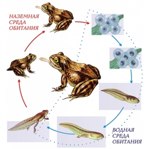 Модель-аппликация Цикл развития лягушки - fgospostavki.ru - Киров