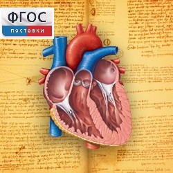 Анатомия (Цифровой атлас школьника) - fgospostavki.ru - Киров