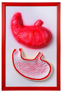 Барельефная модель "Желудок" - fgospostavki.ru - Киров