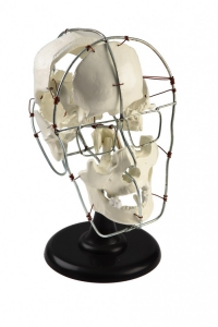 Кости черепа человека смонтированные - fgospostavki.ru - Киров