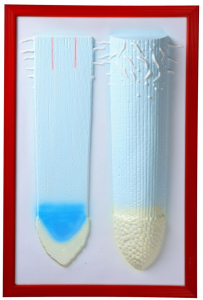 Барельефная модель "Клеточное строение корня" - fgospostavki.ru - Киров