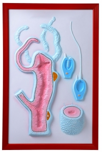 Барельефная модель "Строение гидры" - fgospostavki.ru - Киров