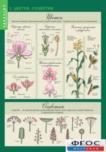 Комплект таблиц. Биология 6 класс. Растения, грибы, лишайники - fgospostavki.ru - Киров