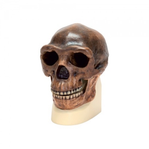 Модель черепа синантропа - fgospostavki.ru - Киров