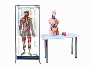 Интерактивный учебный комплекс "Анатомический атлас 3D" - fgospostavki.ru - Киров