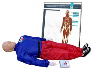 "Александр-01" тренажер-манекен взрослого пострадавшего для отработки приемов сердечно-легочной реанимации (голова, туловище, конечности) с контроллером и настенным табло - fgospostavki.ru - Киров