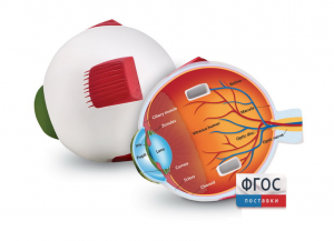 Модель глаза человека (анатомическая) - fgospostavki.ru - Киров