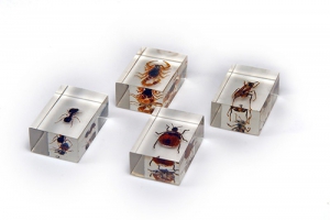 Комплект микропрепаратов для стереомикроскопа - fgospostavki.ru - Киров