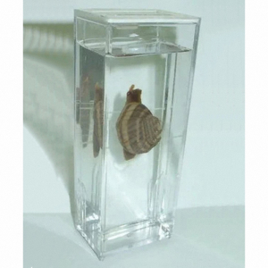 Влажный препарат "Виноградная улитка"	 - fgospostavki.ru - Киров