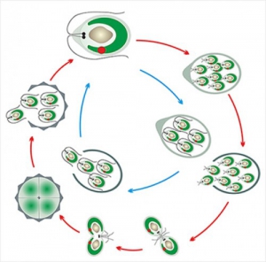 Модель-аппликация Размножение одноклеточной водоросли - fgospostavki.ru - Киров