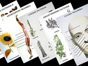 Таблицы по природоведению 1-3 класс (46 штук, формат А2) - fgospostavki.ru - Киров