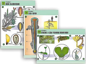 Комплект таблиц по биологии демонстрационных "Ботаника 1" (12 таблиц, формат А1, ламинированные) - fgospostavki.ru - Киров