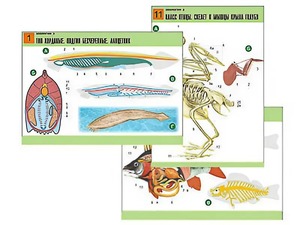 Комплект таблиц по биологии демонстрационных "Зоология 2" (16 таблиц, формат А1, ламинированные) - fgospostavki.ru - Киров