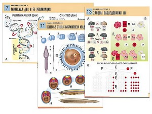 Комплект таблиц по биологии демонстрационных "Общая биология 1" (16 таблиц, формат А1, ламинированные) - fgospostavki.ru - Киров