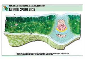 Рельефная таблица "Клеточное строение листа" (формат А1, матовое ламинирование) - fgospostavki.ru - Киров
