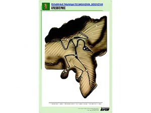 Рельефная таблица "Археоптерикс" (формат А1, матовое ламинирование) - fgospostavki.ru - Киров