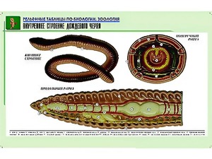 Рельефная таблица "Внутреннее строение дождевого червя" (формат А1, матовое ламинирование) - fgospostavki.ru - Киров