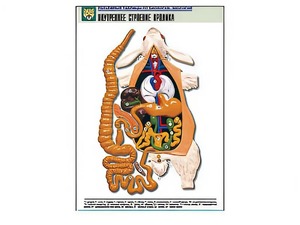 Рельефная таблица "Внутреннее строение кролика" (формат А1, матовое ламинирование) - fgospostavki.ru - Киров