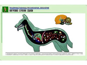 Рельефная таблица "Внутреннее строение собаки" (формат А1, матовое ламинирование) - fgospostavki.ru - Киров