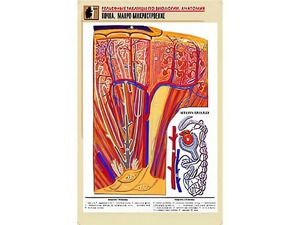 Рельефная таблица "Почка. Макро-микростроение" (формат А1, матовое ламинирование) - fgospostavki.ru - Киров