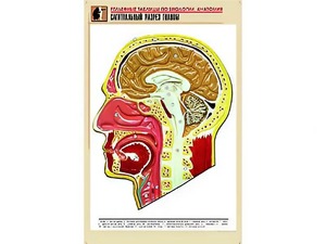 Рельефная таблица "Сагиттальный разрез головы" (формат А1, матовое ламинирование) - fgospostavki.ru - Киров