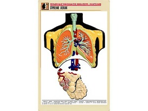 Рельефная таблица "Строение легких" (формат А1, матовое ламинирование) - fgospostavki.ru - Киров