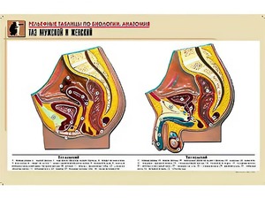 Рельефная таблица "Таз мужской и женский" (формат А1, матовое ламинирование) - fgospostavki.ru - Киров