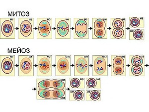 Модель-аппликация "Деление клетки. Митоз и мейоз" (ламинированная) - fgospostavki.ru - Киров