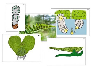 Модель-аппликация "Размножение папоротника" (ламинированная) - fgospostavki.ru - Киров