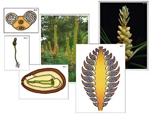 Модель-аппликация "Размножение сосны" (ламинированная) - fgospostavki.ru - Киров