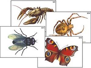 Модель-аппликация "Разнообразие беспозвоночных" (ламинированная) - fgospostavki.ru - Киров