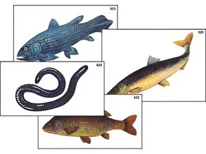 Модель-аппликация "Разнообразие низших и высших хордовых" (ламинированная) - fgospostavki.ru - Киров
