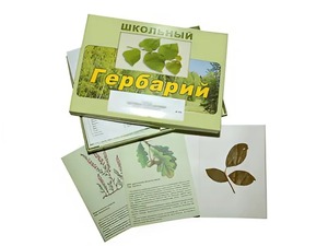 Гербарий "Дикорастущие растения" (30 видов, с иллюстрациями) - fgospostavki.ru - Киров