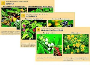Гербарий фотографический "Ядовитые растения" - fgospostavki.ru - Киров