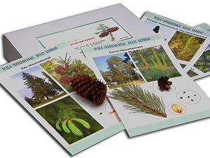 Коллекция "Голосеменные растения" - fgospostavki.ru - Киров